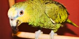 Amazons Parrot