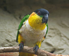 Caiques standing on a wood stick