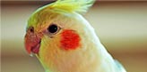 Cockatiels Parrot picture