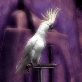 Cockatoos Parrot