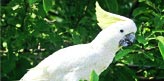 Cockatoos Parrot