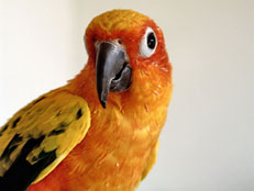 orange Conures parrot