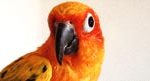 Conures Parrot