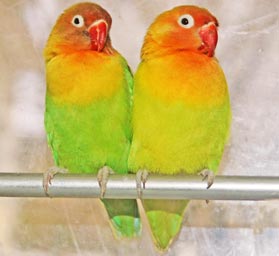 two LovebirdsLorries parrots standing on a stick