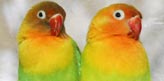 Two LovebirdsLorries Parrots