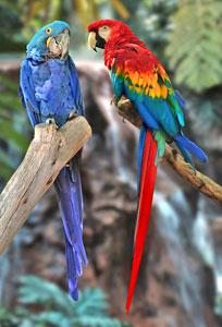 Two Macaws Parrots