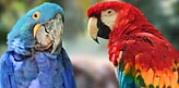 Two Macaws Parrots