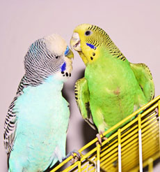 two Parakeet parrots