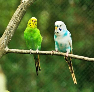 two parakeets standing on a tree stick