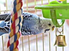 parakeet parrot in a cage