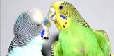 two Parakeet parrots