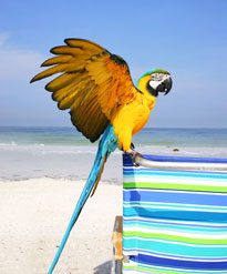 parrot flying with a towel