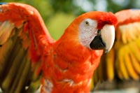 red parrot