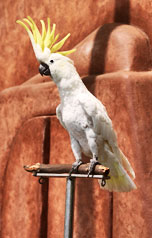 Cockatoos Parrot