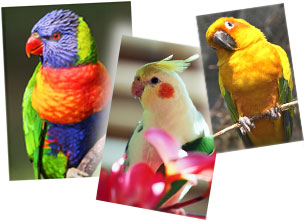 Three parrot pictures