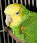 green parrot