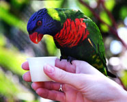 beautiful parrot eating from a white cup