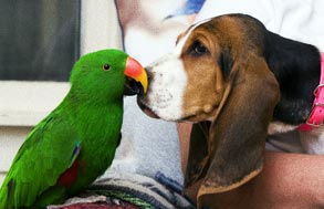 dog with a parrot