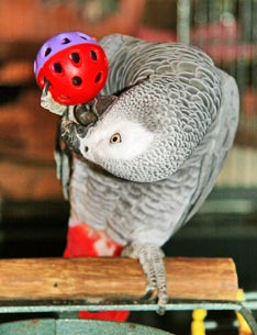 parrot playing with a toy