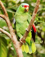 parrot standing on a tree