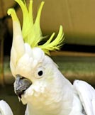 white parrot